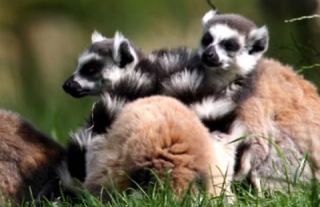  Descubra os animais de Branfera 